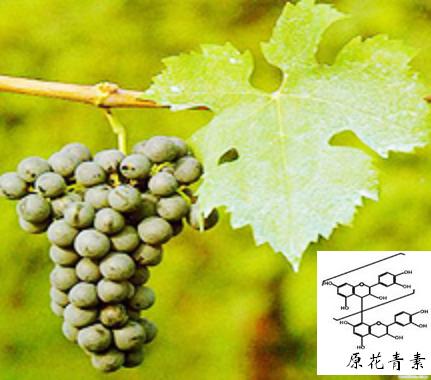 Grape Seed extract & 95% OPC