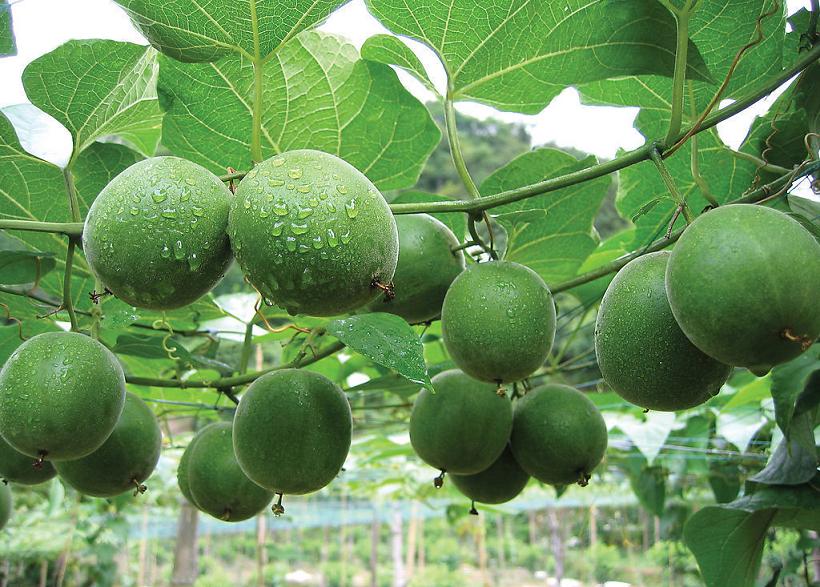 Luo Han Guo Extract
