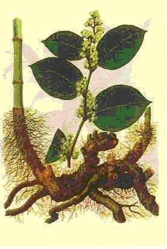 20-50% Giant knotweed extract & Resveratrol