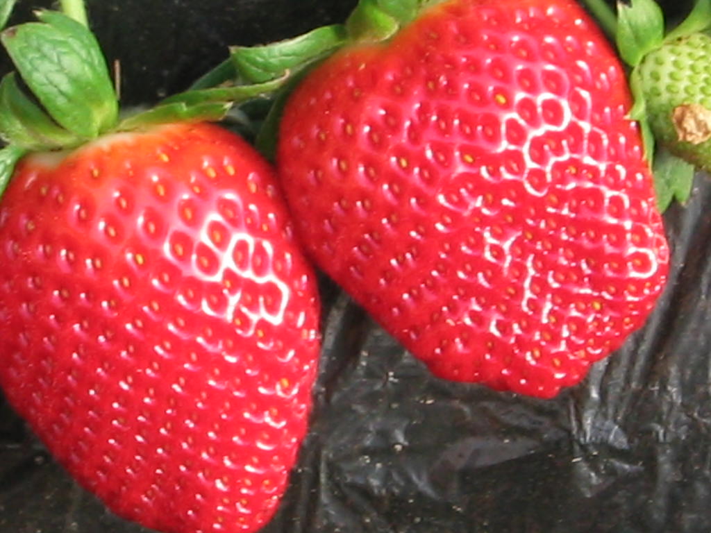 Strawberry extract