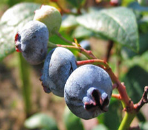 Bilberry extract