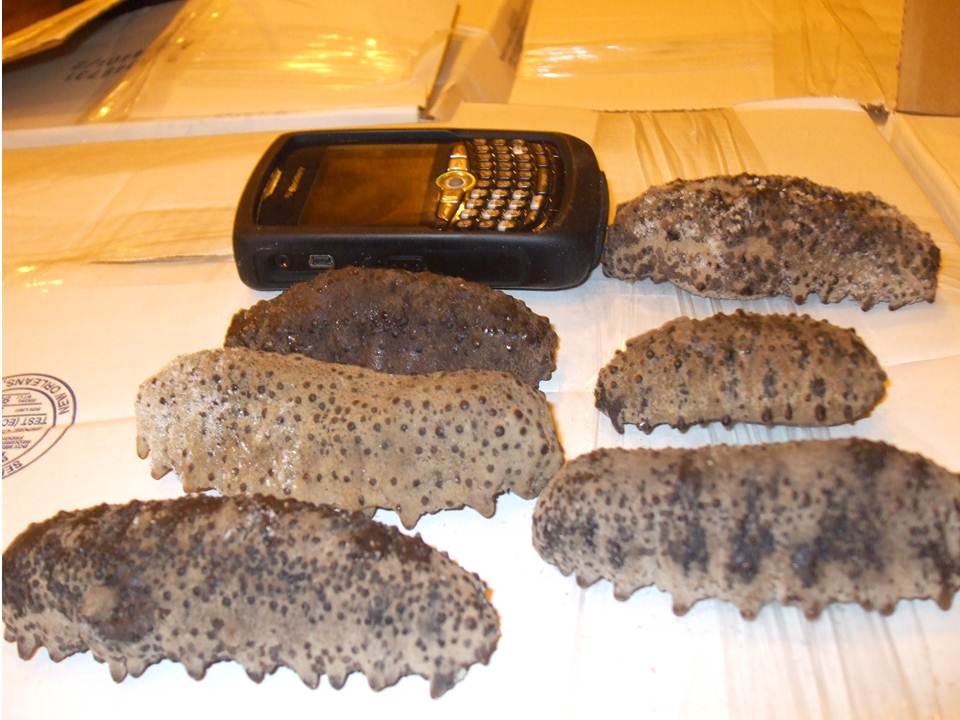 Sea Cucumber