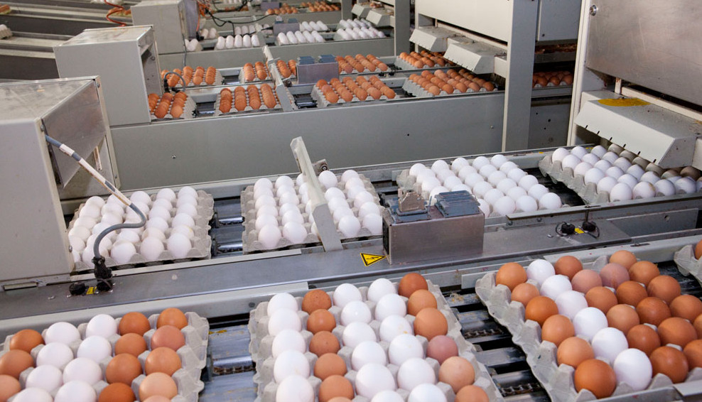 Chicken Table Eggs Grade A