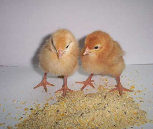 Hatching Eggs