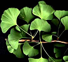 Ginkgo Bilbao extract