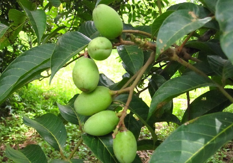 Supply Olive Leaf Extract Powder