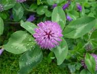 Red Clover Extract 20% Isoflavones