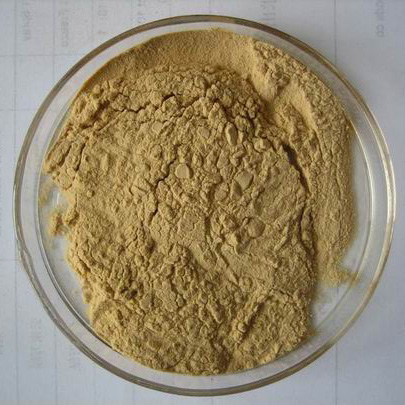 Gymnema Silvestre plant Extract