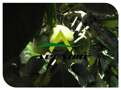 Citrus Aurantium Extract