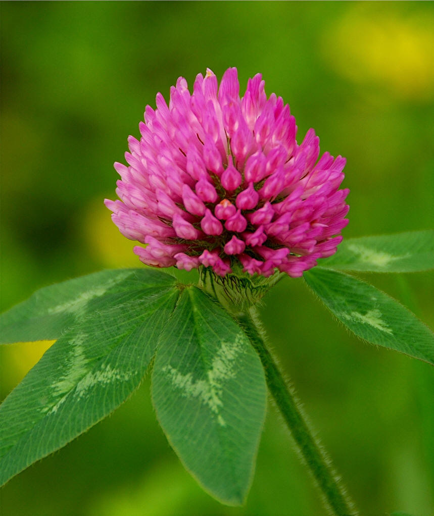 Red Clover extract