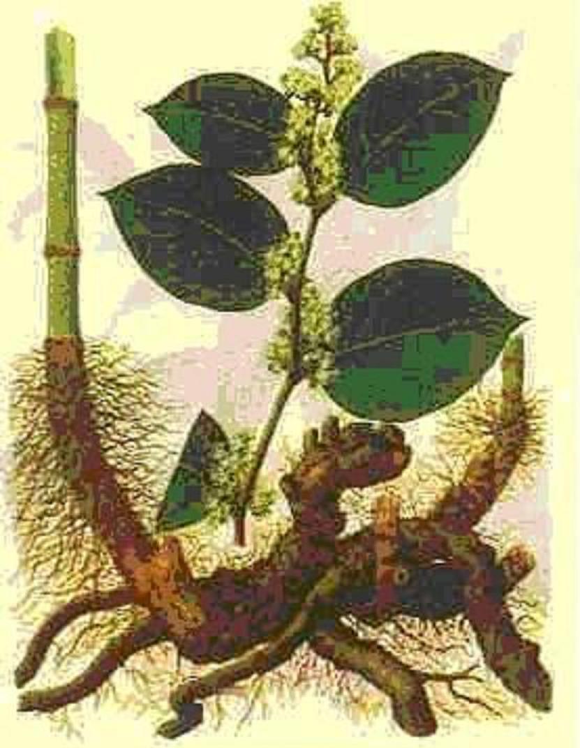 Giant knotweed extract & Resveratrol