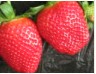 Strawberry extract