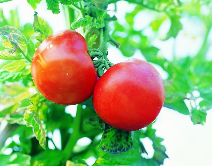 Lycopene