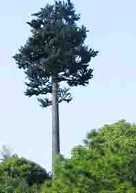 Camouflage tower