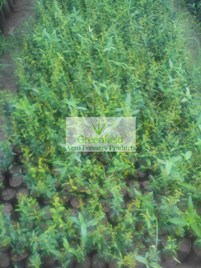 Anar / pomogranate plant