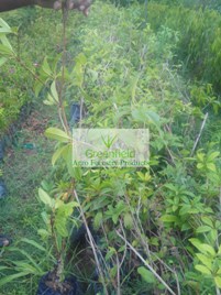 Cheeku / Sapodilla plant