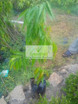 Ashok pendula plant