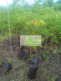 Gulmohar plant