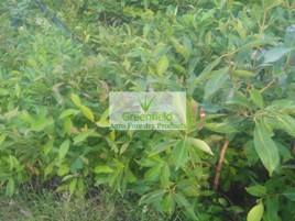 Jamun / jambu fruit plant
