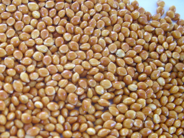 Bird feeds millet, Millet with husk.