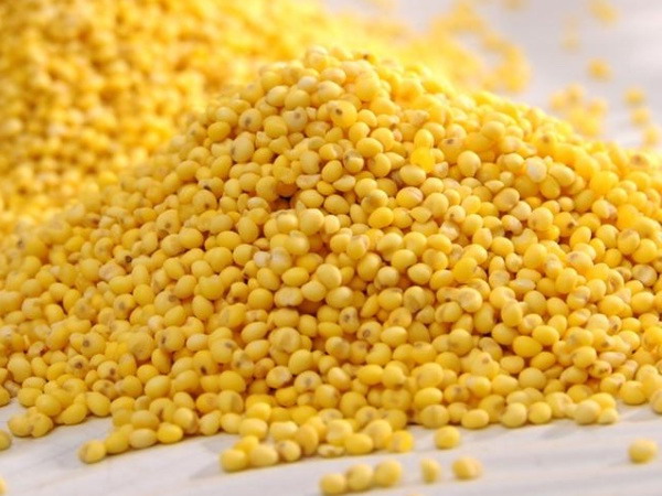 Yellow Millet Groats, China origin.