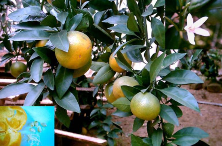 Limonin/Tangerine seed extract/nomilin