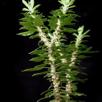 Huperzia Serrata extract / Huperzine A