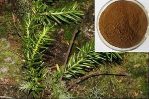 Huperzine Serrata Extract
