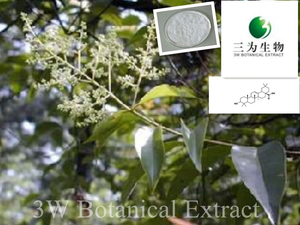 Ligustrum Extract Oleanolic Acid
