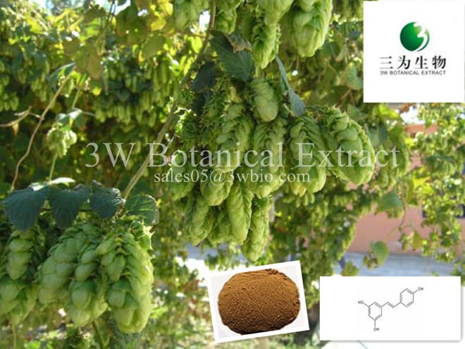 Humulus Iupulus
