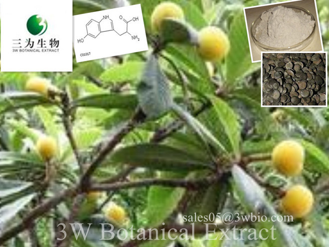 Griffonia simplicifolia