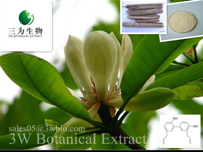 Magnolia officinalis