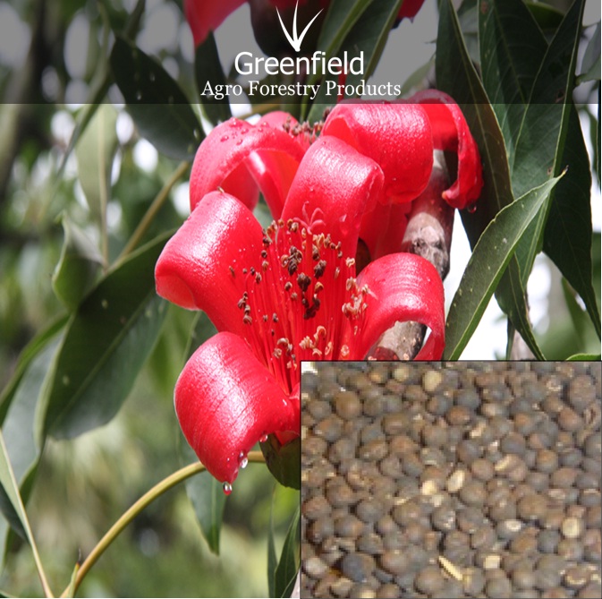 Semal Musli Seeds ( Bombax Mulabaricum )