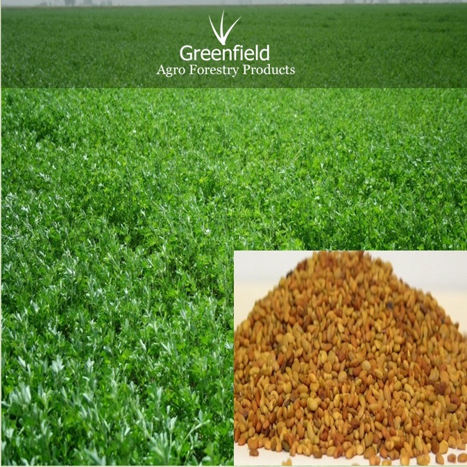 Alfalfa grass Seeds ( (Medicago sativa )