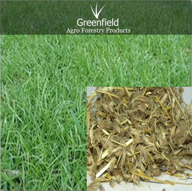 Dinanath grass seeds ( pennisetum pedicellatum )