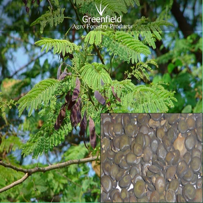 Khair tree seeds ( Acacia catechu )