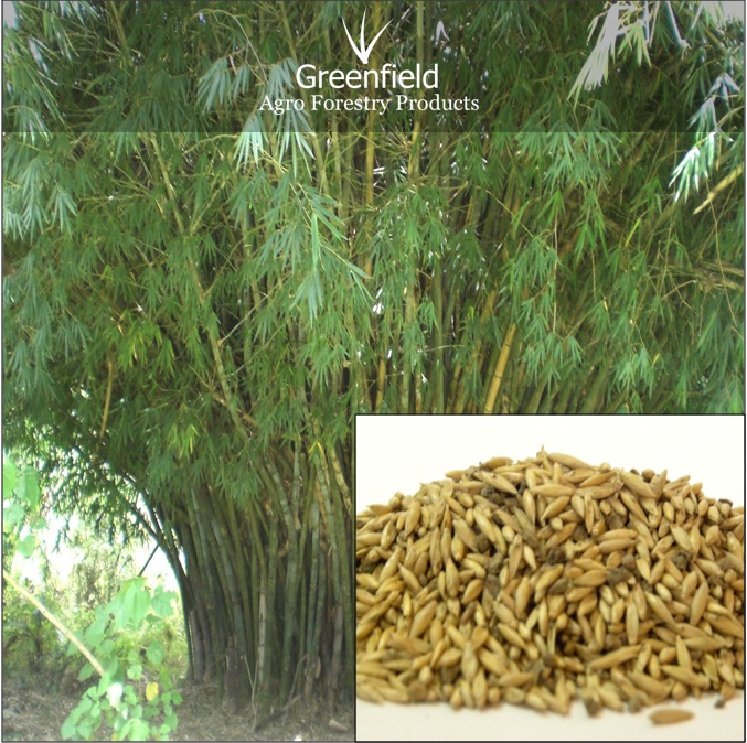 Katanga bamboo seeds ( Bambusa arundinacea )