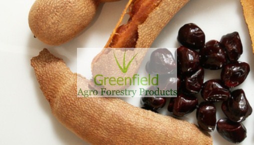 Imli fruit seeds ( Tamarindus indica )