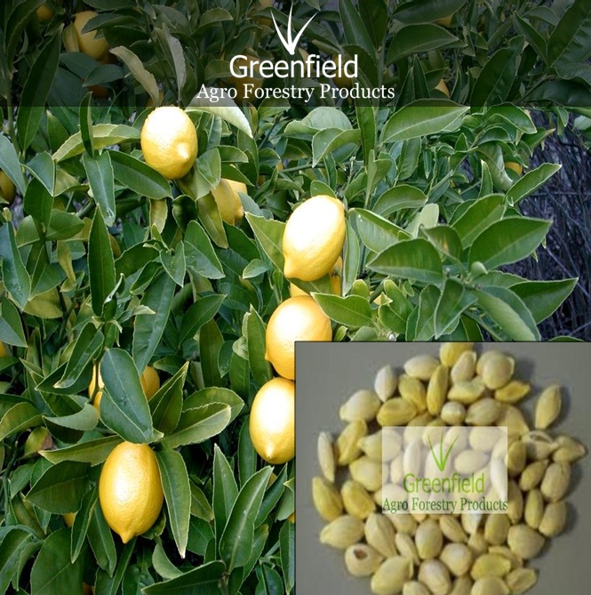 Lemon seeds (Citrus)