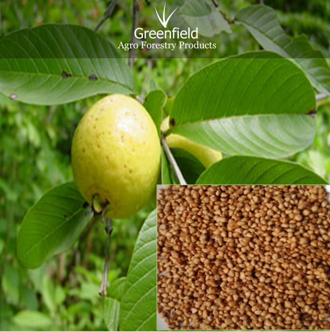 Guava fruit seeds ( Psidium guajava )