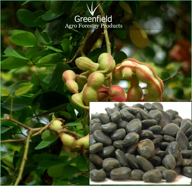 Vilayati Imli fruit seeds ( Pithecellobium Dulce )