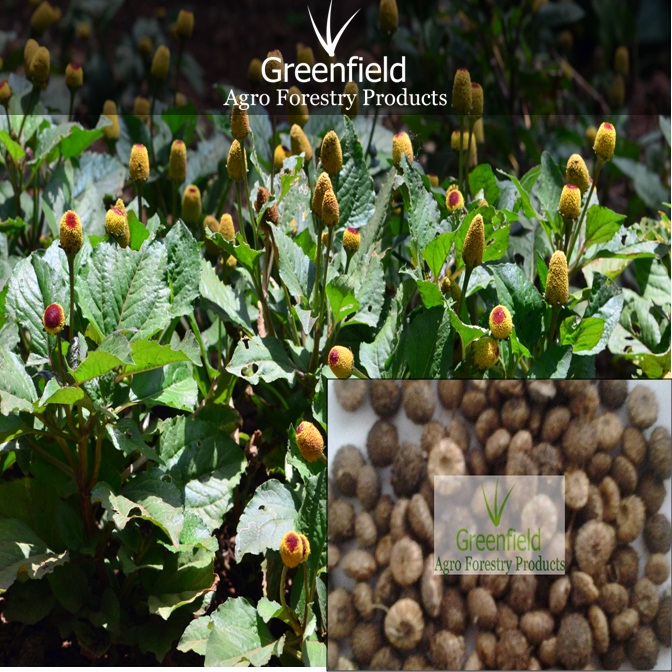 Akarkara medicinal seeds ( Spilanthes acmella )