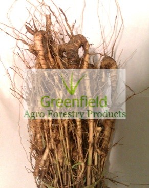 Katanga bamboo rhizome ( Bambusa arundinacea)