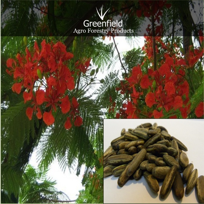 Gulmohar ornamental tree seeds ( Delonix Regia )