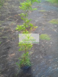 Nimbu / Lemon Plant ( Citrus )