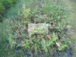Arjun Plant ( Terminalia Arjuna )
