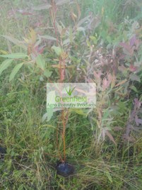 Eucalyptus Clone Plant ( Eucalyptus Globalus )