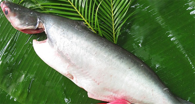 Pangasius WR