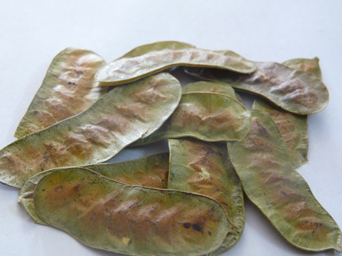 Senna Leaves