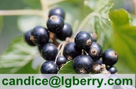 Black currant anthocyanin